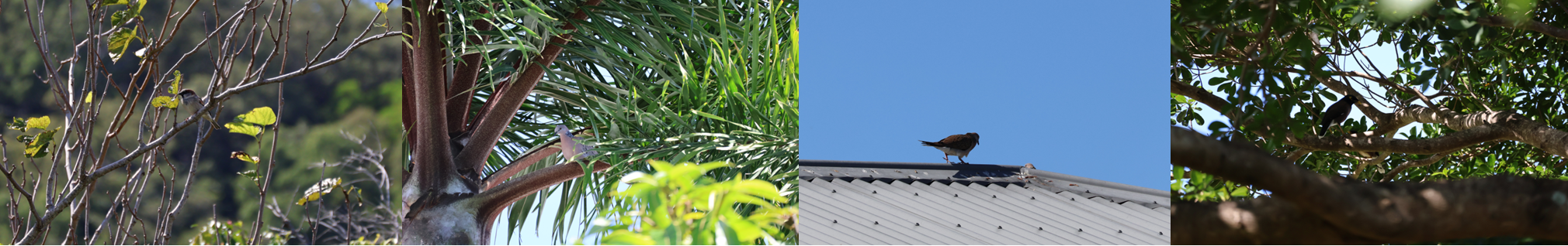 Pest birds North Queensland Trapping, culling, removal of pest birds including sparrows, pigeons / doves, mynas